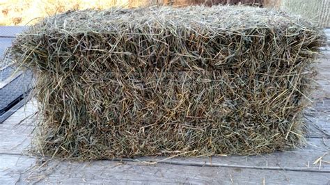 Hay for sale on craigslist - craigslist Farm & Garden for sale in Northern WI. see also. hitch draw pins. $10. Stone Lake Feeder Pigs. $200. Wausaukee Beef Heifers. $1,000. Wausaukee ... 2023 1st Crop Hay for Sale. $110. Weyerhaeuser, WI 4 foot Trough Chicken Feeder. $15. Rhinelander 22'W x 25'L x 9'H GARAGE*COMMERCIAL BUILDINGS*BARNS*RV COVERS ...